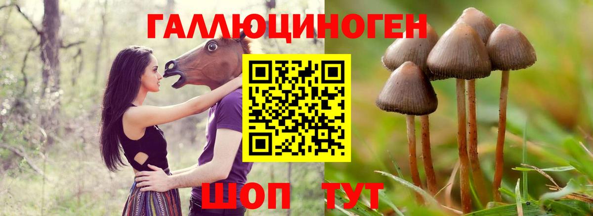 Галлюциногенные грибы Psilocybe Ивантеевка